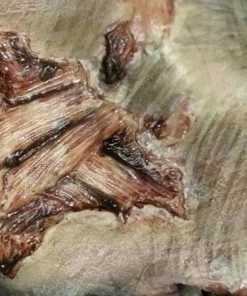 Tinsley Transfers Buy Costumes Zombie Gore Halloween Costume Makeup 3D FX Transfers