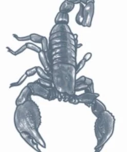 Tinsley Transfer Womens Scorpion Temporary Tattoo